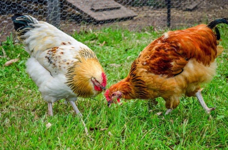 how-many-chickens-per-acre-10-things-to-consider