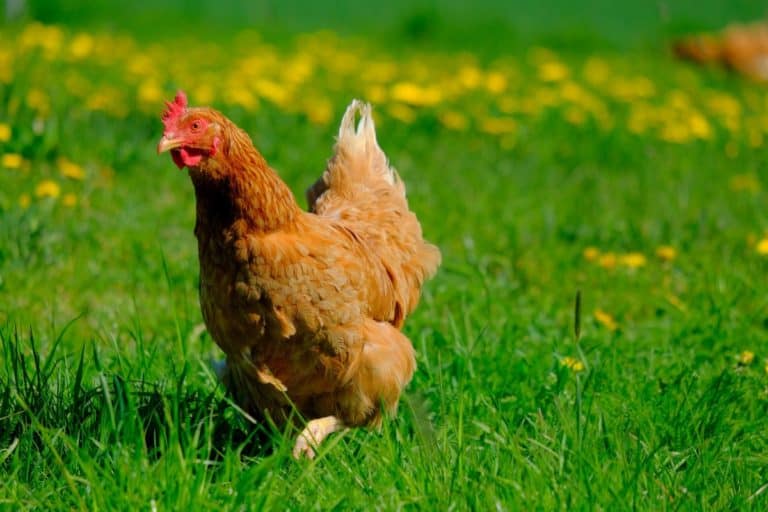 how-many-chickens-per-acre-10-things-to-consider