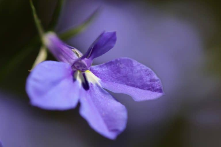 Why Does My Lobelia Die? 7 Reasons Homestead Crowd
