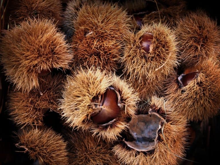 10 Easy Ways to Store Chestnuts Step by Step Guide
