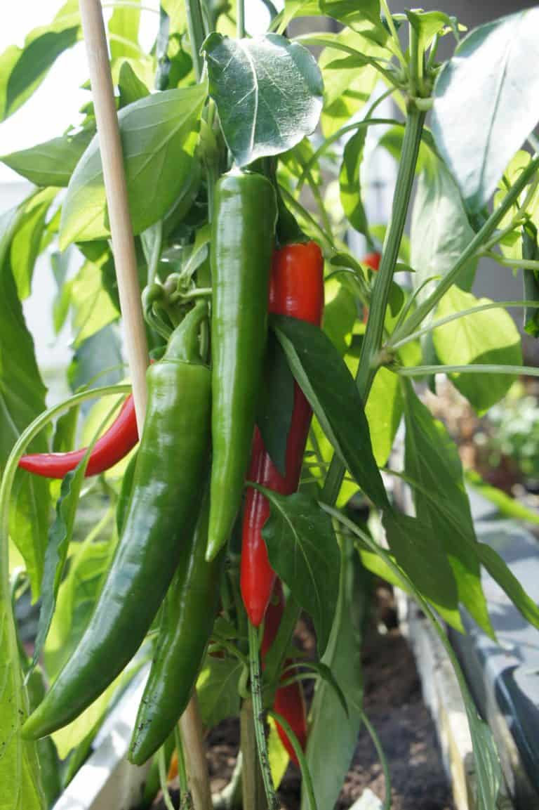 Growing Jalapenos in Pots (All You Need to Know) Homestead Crowd
