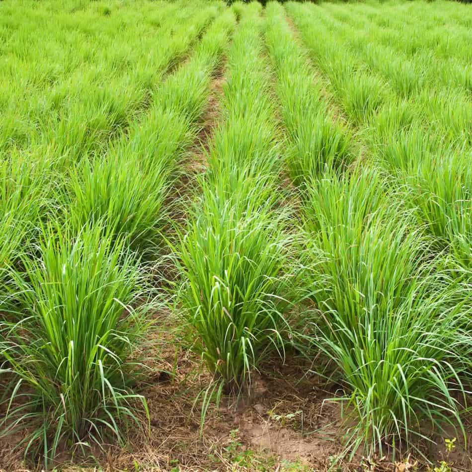 lemongrass plants growing