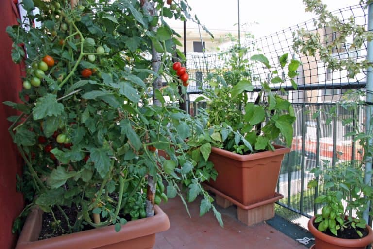 How to Grow Tomatoes on a Balcony (Expert Advice)