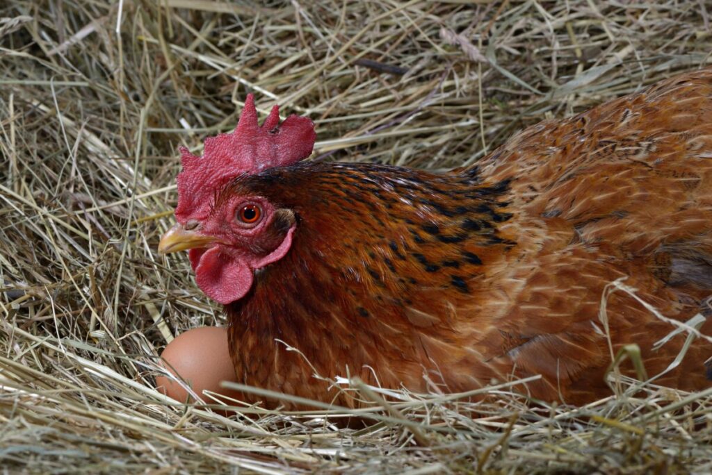 a hen laying eggs in its nest Homestead Crowd