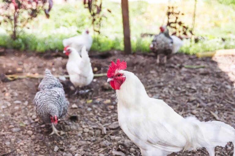 Grit For Chickens (How Much, Why They Need It, How To Feed)